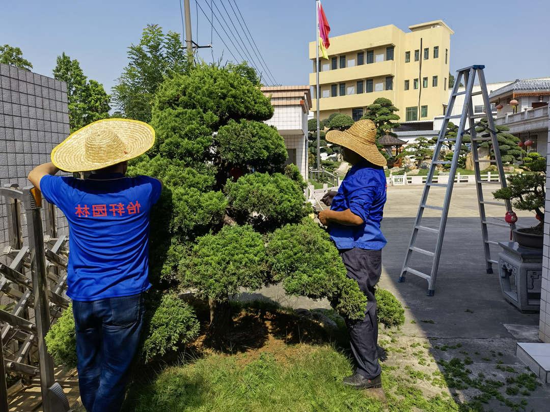 五月份园林绿化养护花灌木的造型修剪